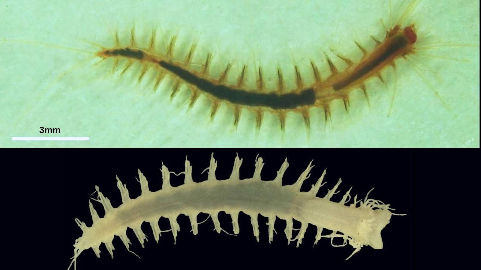 Indian Mudflats Reveal New Member of Rare ‘Muddy Bristle Worm’ Family